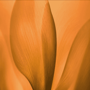 Curved amber petals in soft light